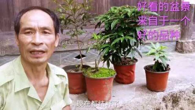 漂亮的富贵子盆景,不光需要很好的养功,弄一个好的品种才是关键