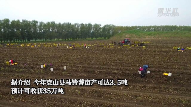 黑龙江克山县:10万亩马铃薯迎丰收