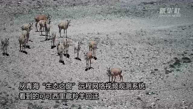 中国故事|可可西里:为藏羚羊“母亲之旅”护航