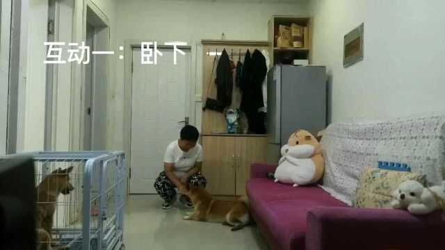 怎样训练柴犬视频 柴犬训犬视频