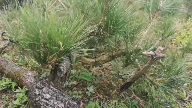 大山深处基地里的下山黑松,是做盆景或地景的好素材