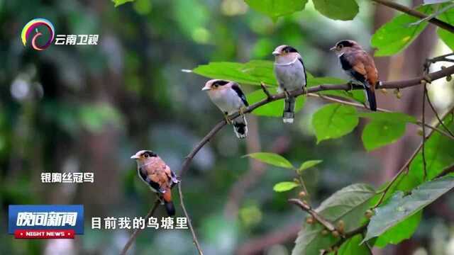 飘海的护鸟故事