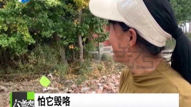 河南商丘:千年的银杏树“病了”,数名专家会诊为其“把脉”