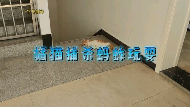 橘猫逮蚱蚂玩耍