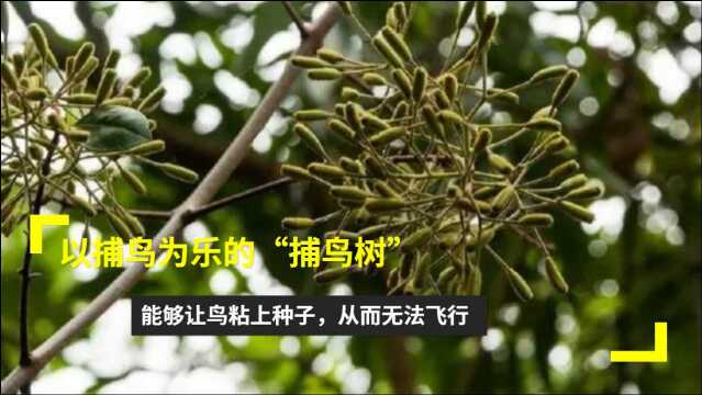 以捕鸟为乐的“捕鸟树”,能够让鸟粘上种子,从而无法飞行