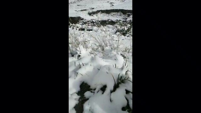 甘肃寿鹿山深秋降雪景更美