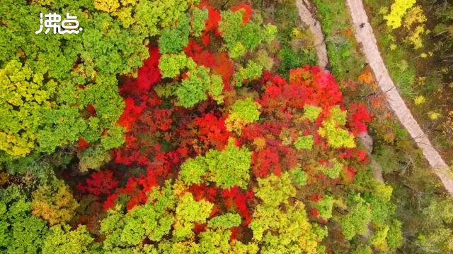 本溪的枫叶红了!层林尽染秋意浓 漫山锦缎画间游