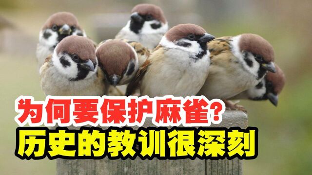 麻雀是益鸟还是害虫?为什么现在没人敢抓?历史的教训很深刻!