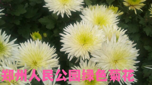 你见过绿色菊花吗?来郑州人民公园看菊展吧,这里有好多种菊花