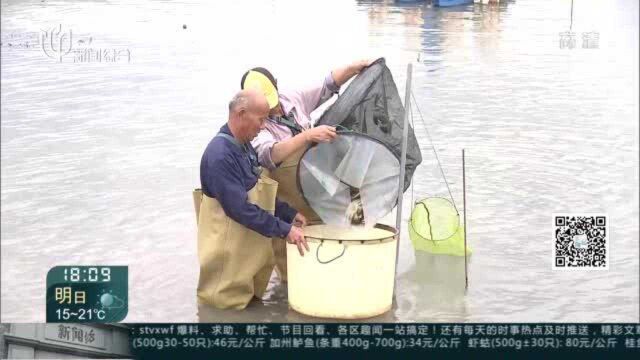 秋日餐桌又添新“鲜”:上海地产大闸蟹现“四足鼎立”加“两翼齐飞”之势