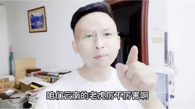 都说东北虎厉害,现在就让你们看看云南的老虎厉不厉害