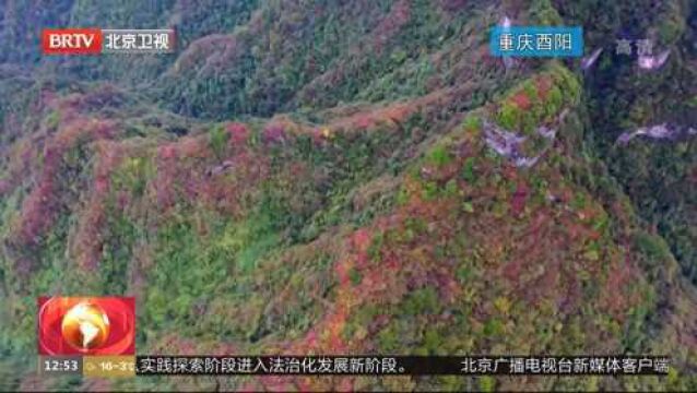 重庆酉阳:武陵山间红叶正好