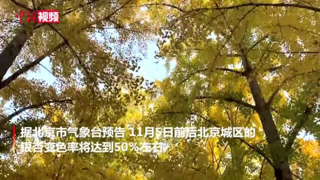 北京钓鱼台银杏大道换“金装”引民众竞相拍照