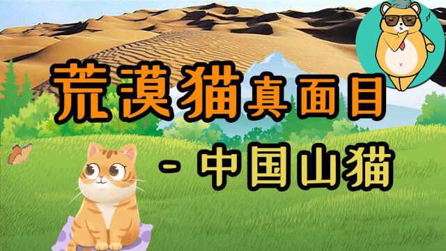 中国唯一的特有种“荒漠猫”,究竟有多神秘?