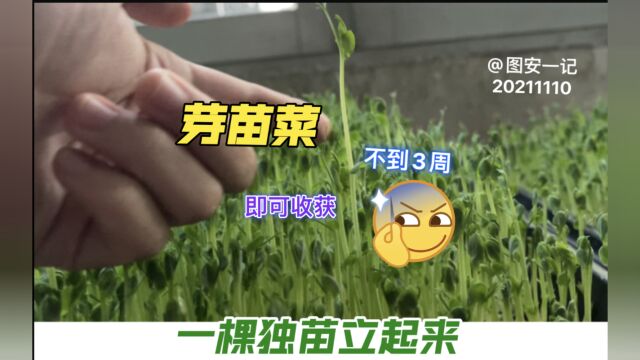 【图安一记】水培芽苗菜不到3周即可收获