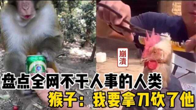 全网33个不干人事的人类,给猴子喝青岛啤酒,猴子:我喜欢喝雪花