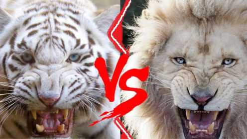 白虎VS白狮，同样是颜色变异，为何白虎不如白狮？