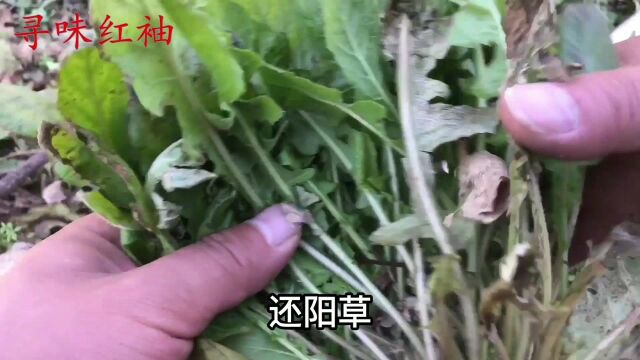 黄鹌菜别名“还阳草”,到底有啥价值与好处?看完视频就知道了