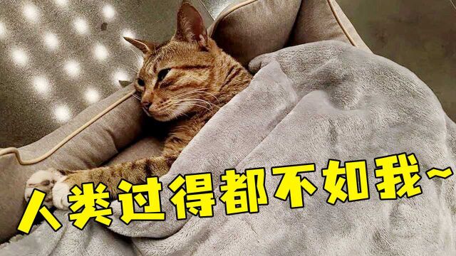 广州一流浪猫被五星酒店收留,每天吃米其林员工餐,走上猫生巅峰