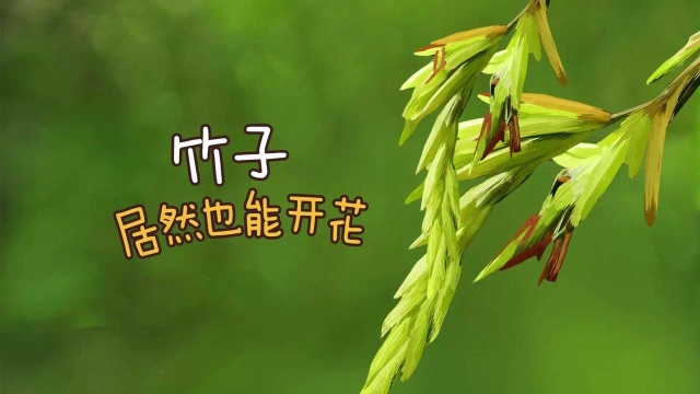 竹子居然也能开花