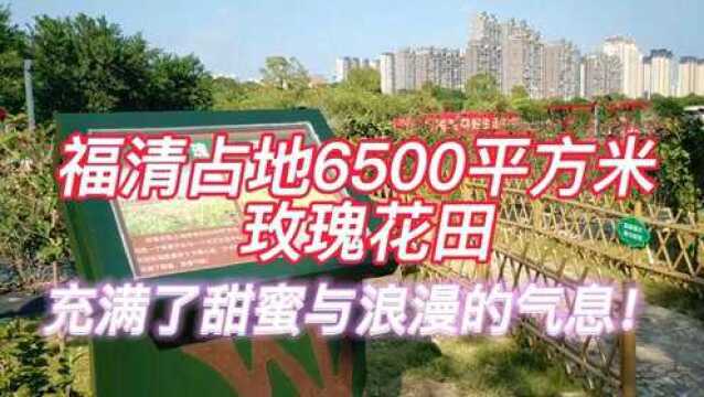 福清一公园里的玫瑰花田,充满了甜蜜和浪漫气息,赶紧去打卡