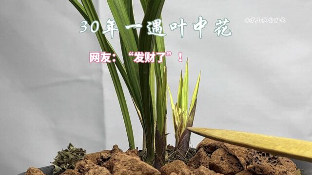 30年一遇叶中花,网友:“发财啦”!比兰花出艺还少见,快来一饱眼福