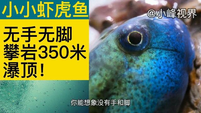 小小虾虎鱼无手无脚攀岩350米瀑顶!