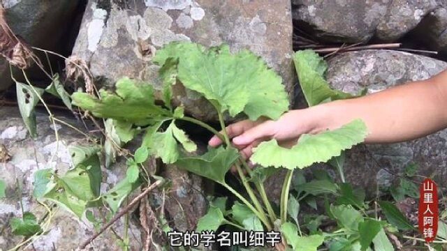 “细辛”一直不寻常的植物,大自然的馈赠