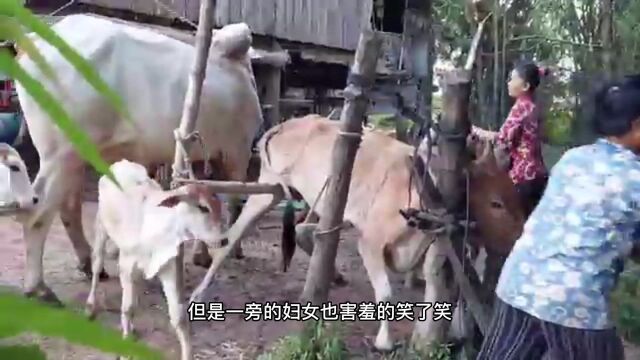 领居家的母牛又发情了,大妈找了头有驼峰的牛配种,这次能否成功?