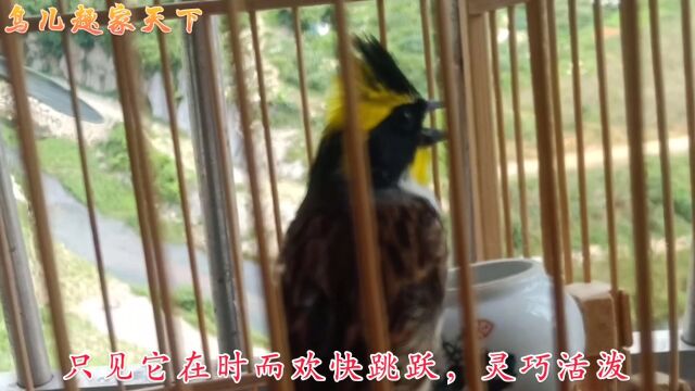 凤头小雀昂首立杠,叫声甜美外形俊俏