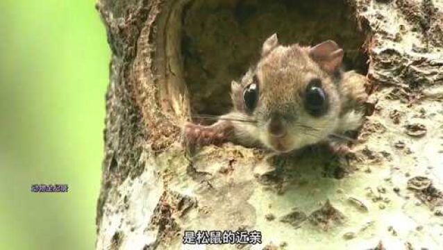 会飞的鼠:鼯鼠(高清拍摄)