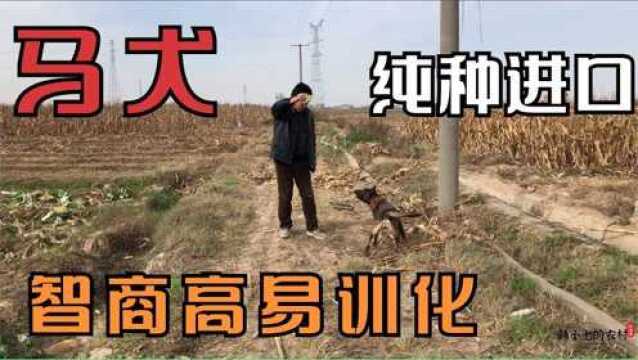 朋友家的小体马犬,已然是村里的“一霸”凶猛爱咬斗,智商却很高