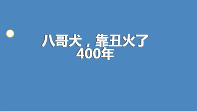 宠物科普!八哥犬,靠丑火了400年