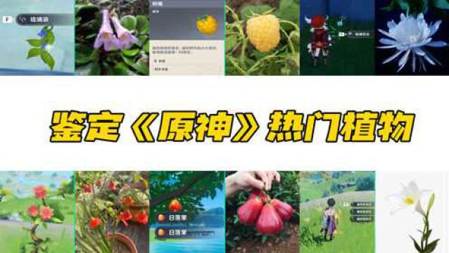 鉴定《原神》热门植物,日落果、绝云椒椒,在现实中都有原型