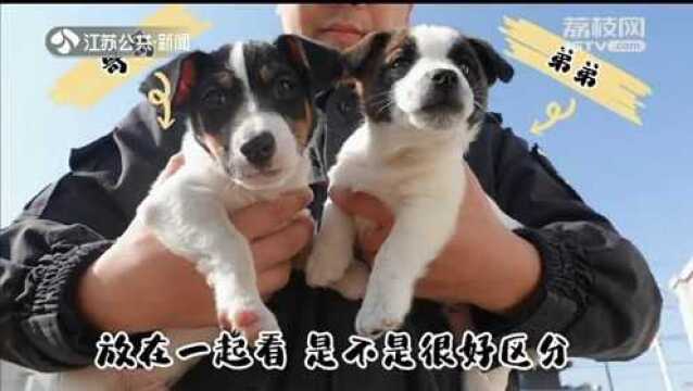 超小号警犬开启“岗前培训” 南京公安为“新入职”警犬兄弟征名