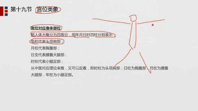 5.八字中宫位对应的身体部位