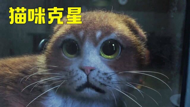 猫咪最害怕的生物是什么?万万没想到是这个东西!搞笑短片