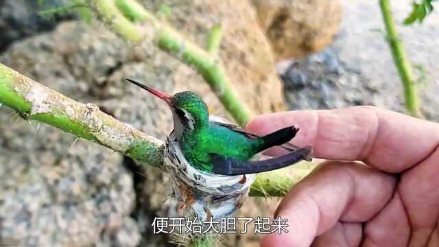 野外小鸟妈妈,碰到这个男人也是没谁了.