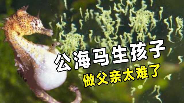 世上也有爸爸生孩子!公海马太难了,挺着大肚子疯狂抽搐