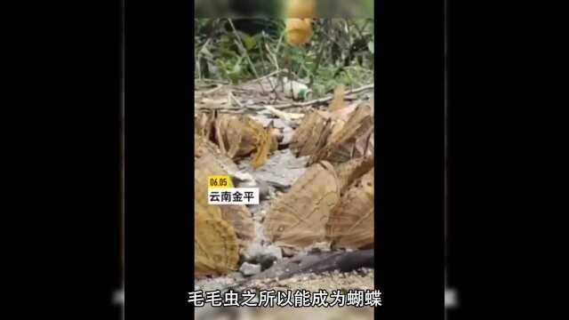 化茧成蝶之蜕变ⷥ…‰点