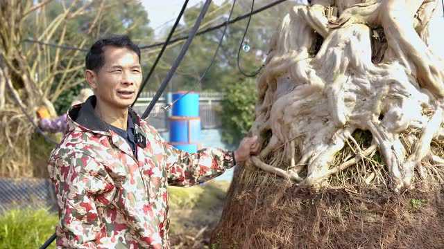 春回大地苗木俏①丨跳马镇:来跳马看根艺 挖掘深藏之美