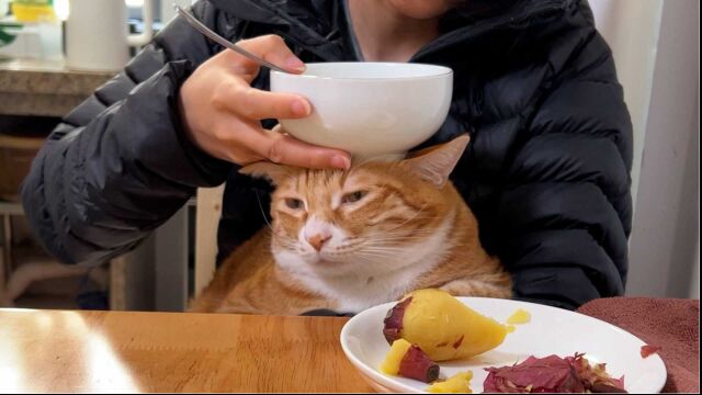 解锁猫猫头的新用途