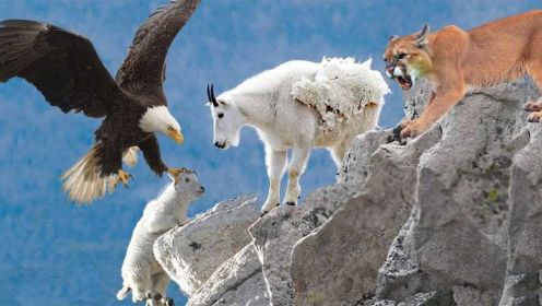 可怕的场景！鹰把小山羊从悬崖上拖下来，而母亲被山狮袭击了！