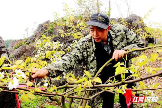 刘文华:勤培育结出“致富梨”