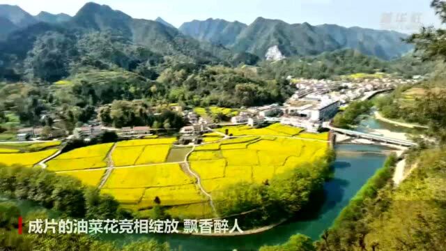 陕西勉县:绿水青山美如画 油菜花海醉秦巴