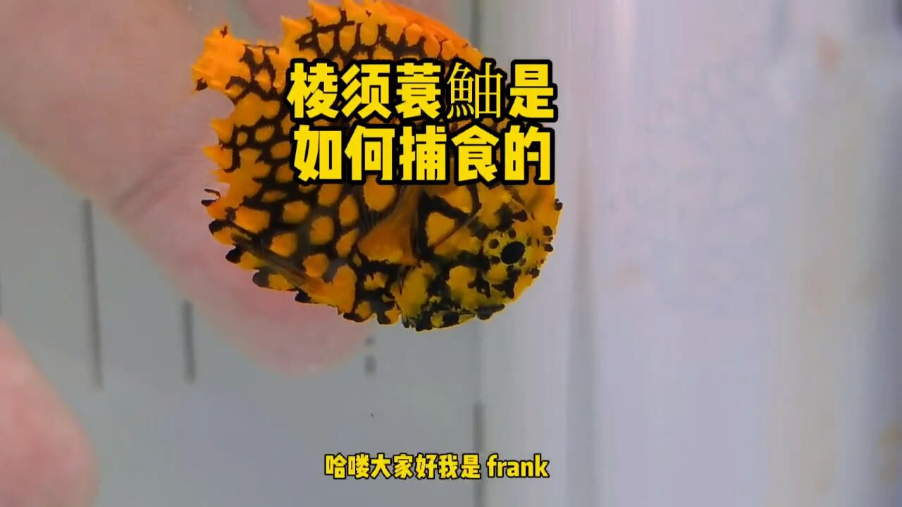 棱须蓑鲉是如何捕食的