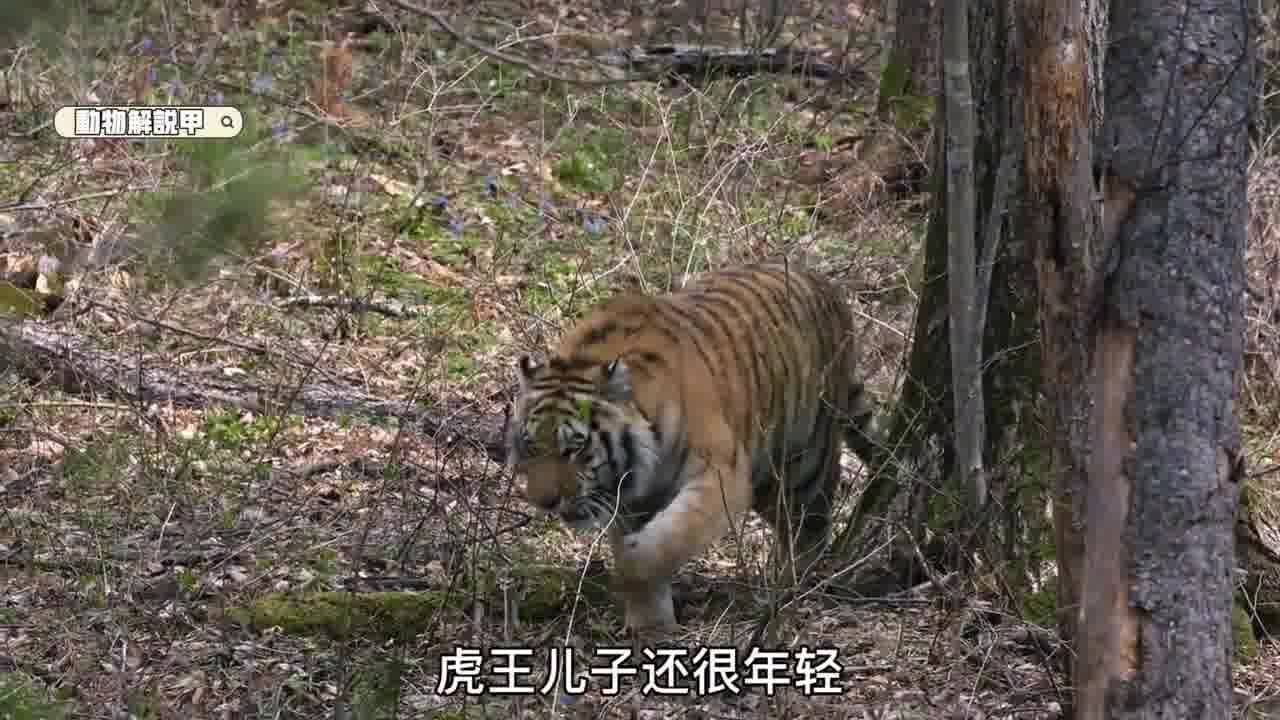 老虎进村,狗群狂吠,猫狗大战升级版,东北虎纪录片