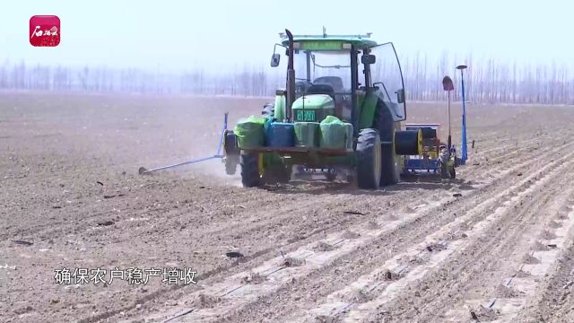 塔城地区乌苏市西大沟镇全面推广玉米无膜化栽培技术播种