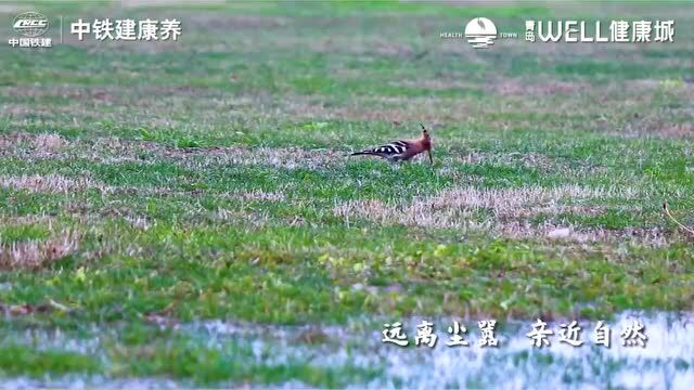 中铁建康养青岛首届飞鸟摄影艺术展盛大启幕!