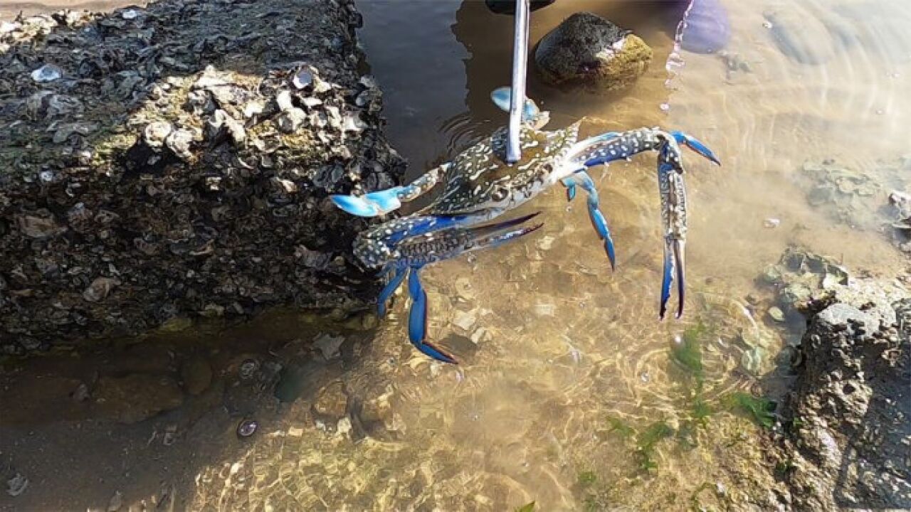 海边赶海大货连连,吴嫂连抓几只肥美大螃蟹和大螺,直接到手500